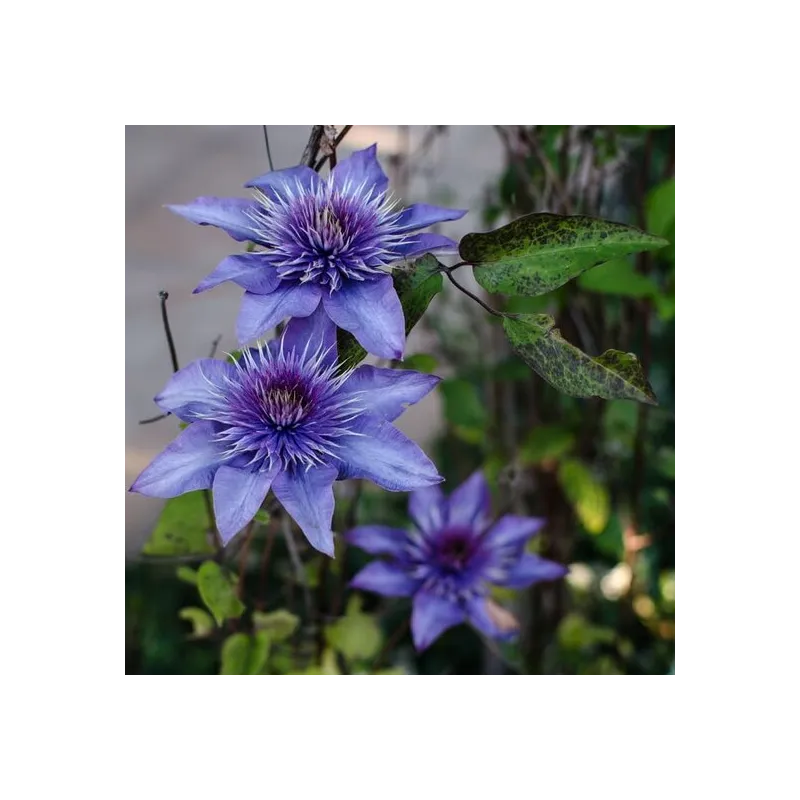 Clematis Multi Blue - pot 2 ltr