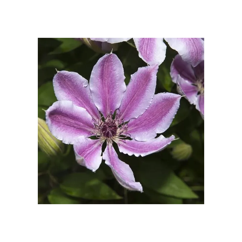 Clematis Nelly Moser - pot 2 ltr