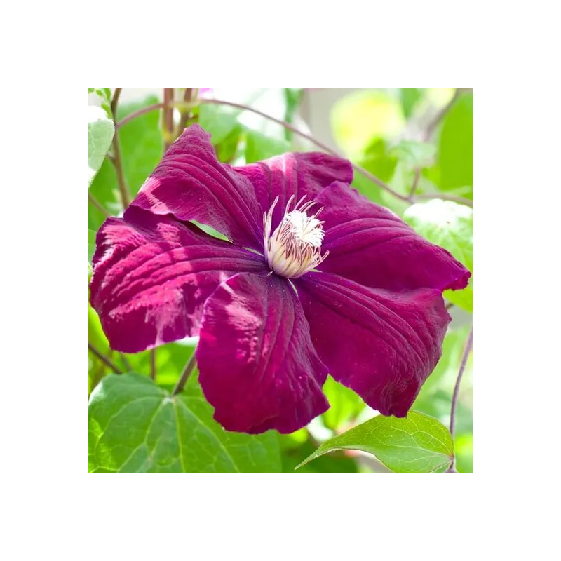 Clematis Rouge Cardinal - 2 Ltr pot