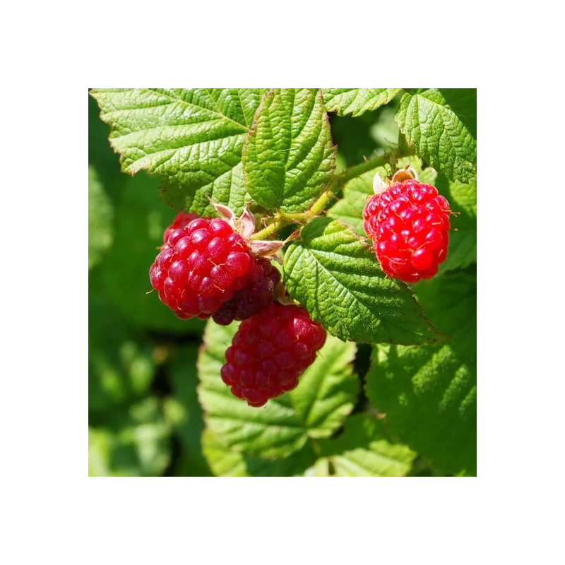 Rubus idaeus Twotimer Sugana rouge