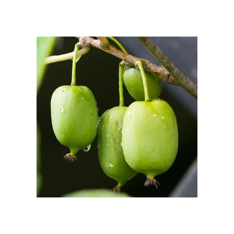 Actinidia arguta Issai - pot 2 ltr