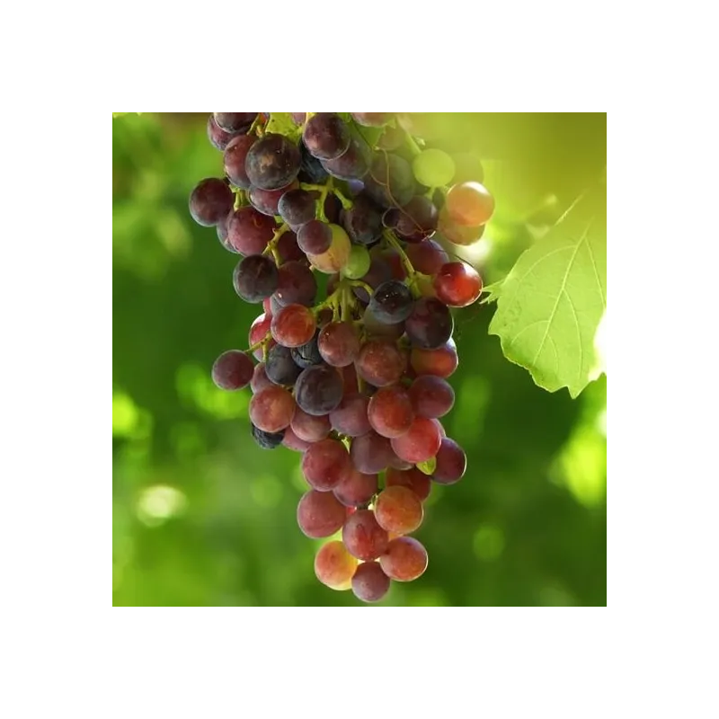 Vitis Vanessa - pot 2 ltr