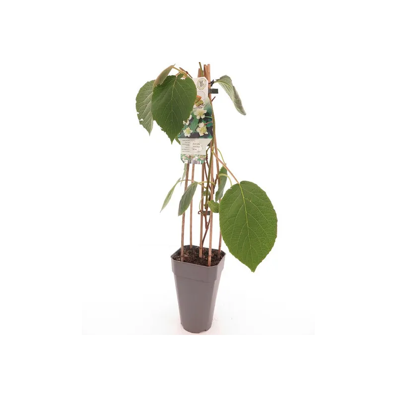 Actinidia deliciosa Atlas - hauteur totale 60-70 cm - pot 2 ltr
