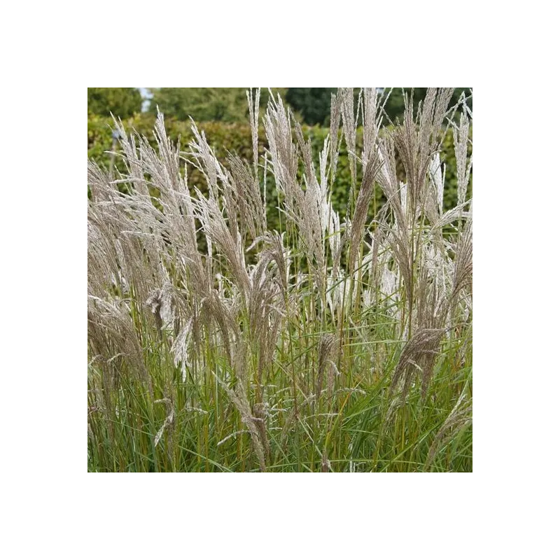 Miscanthus sinensis Kleine Silberspinne - pot 2 ltr