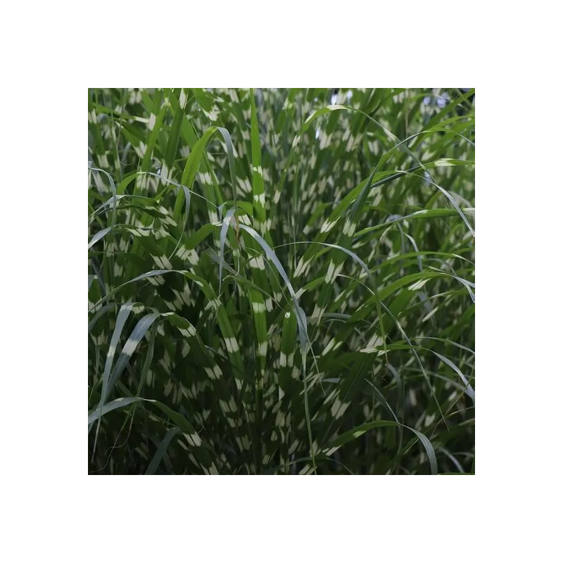 Miscanthus sinensis Little Zebra - pot 5 ltr