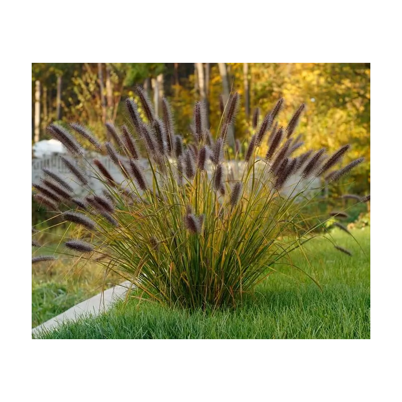 Pennisetum alopecuroides Red Head - pot 2 ltr