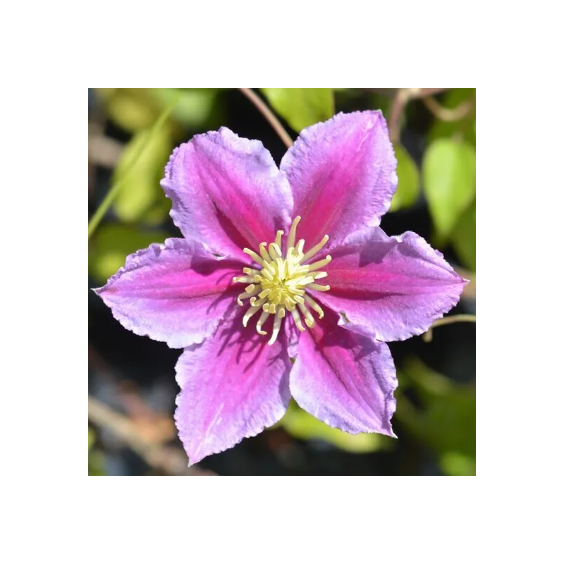 Clematis Piilu - pot 2 ltr