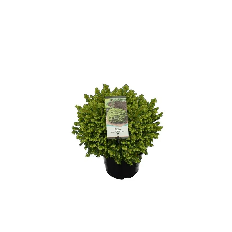 Picea abies Little Gem 3 ltr