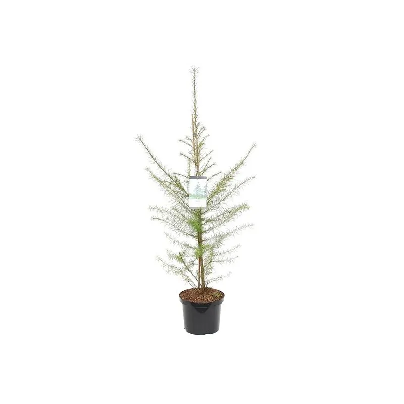 Larix decidua - hauteur totale 100-120 cm - pot 5 ltr
