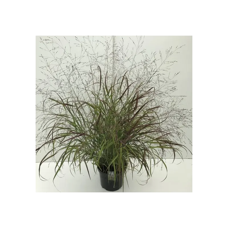 Panicum sangria - pot 2 ltr