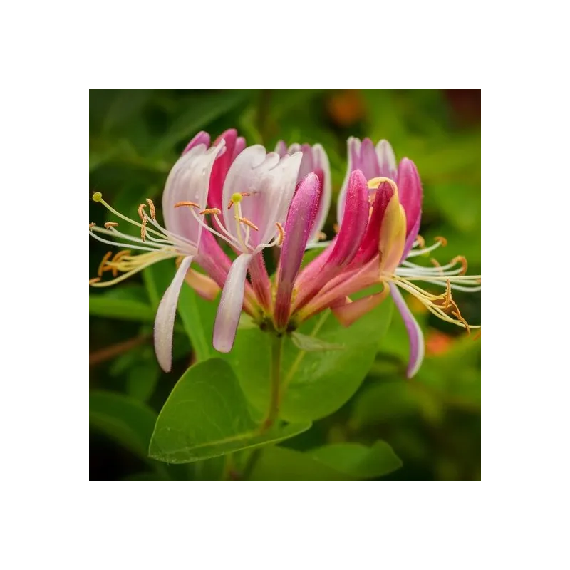 Lonicera henryi - pot 2 ltr
