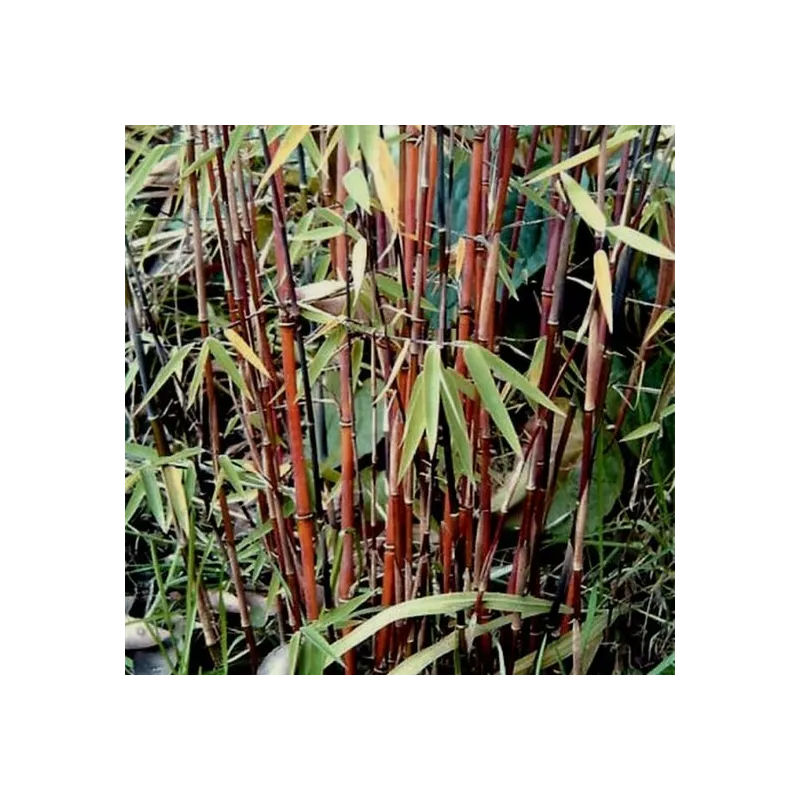 Fargesia jiuzhaigou - pot 10 ltr