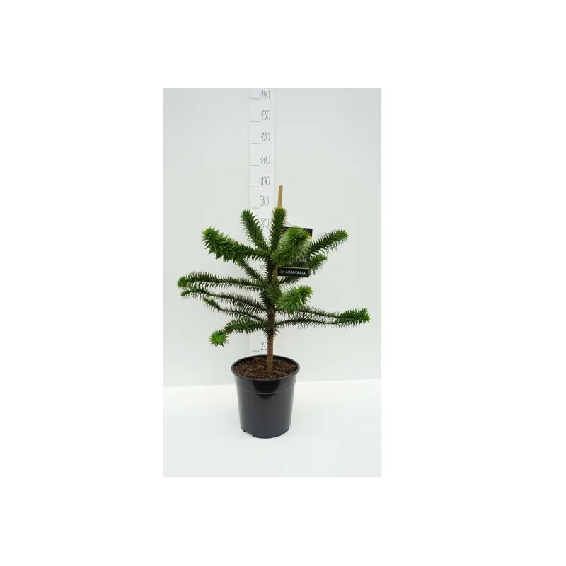 Araucaria araucana pot 10 ltr