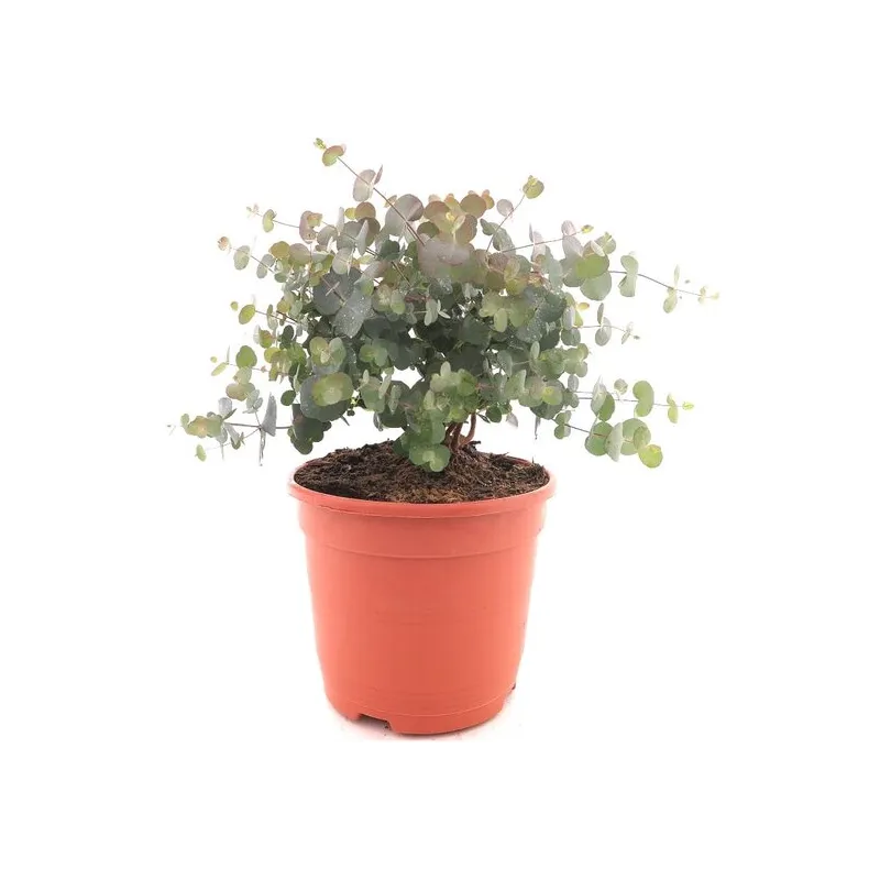 Eucalyptus gunnii Azura - hauteur totale 40+ cm - pot 5 ltr
