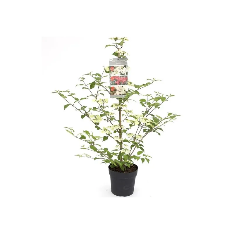 Viburnum plicatum Kilimandjaro Sunrise - pot 3 ltr