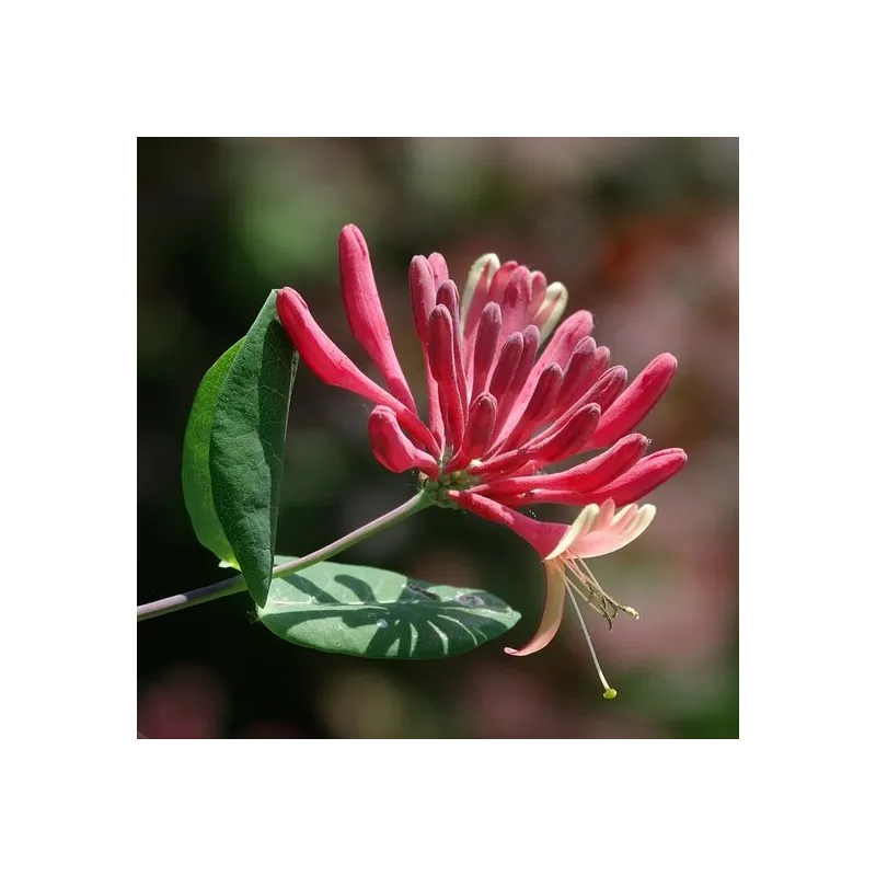 Lonicera japonica Red World - pot 2 ltr