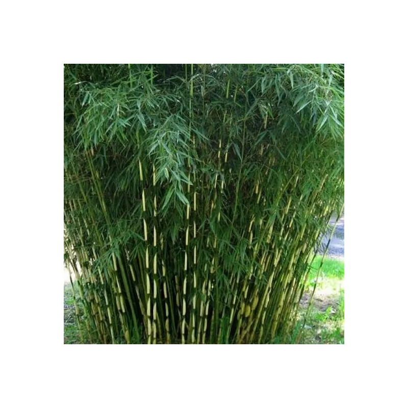 Fargesia robusta Campbell - pot 10 ltr