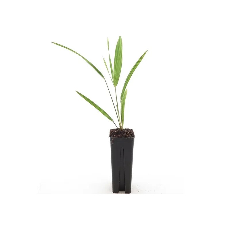 Trachycarpus wagnerianus - pot 7 x 7 cm