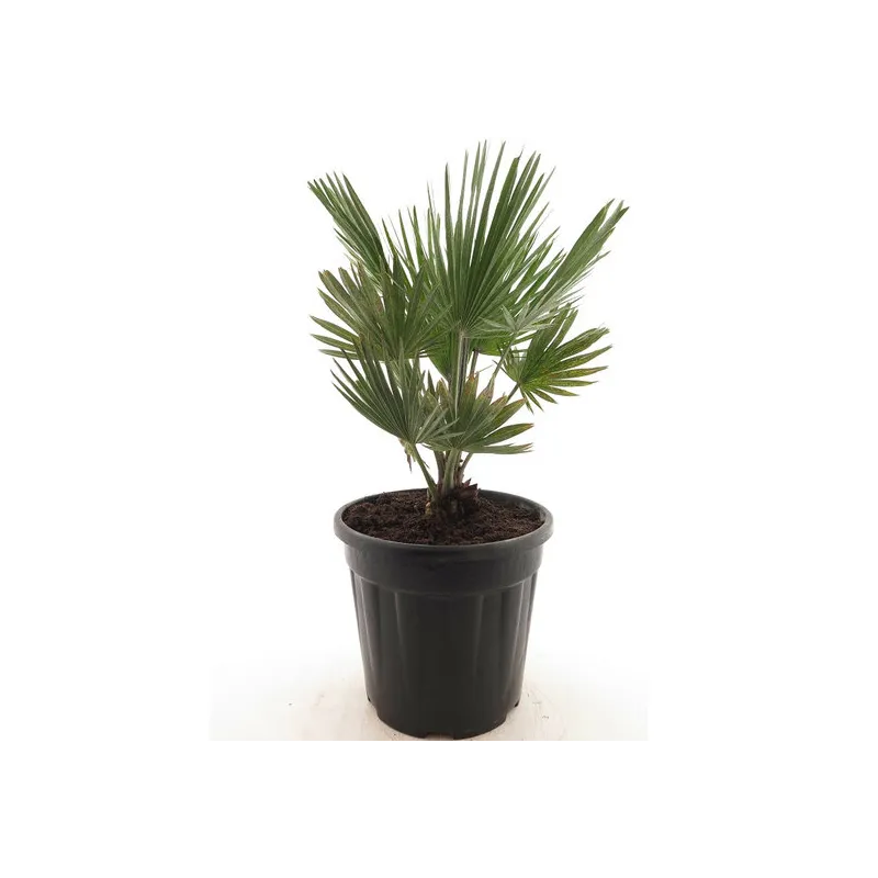 Chamaerops humilis Vulcano - hauteur totale 60-80 cm - pot Ø 24 cm