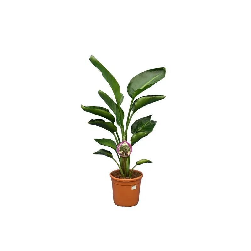 Strelitzia nicolai - hauteur totale 100-120 cm - pot Ø 24 cm - 2 plantes par pot