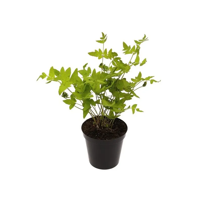 Osmunda regalis Purpurascens 0.7 ltr