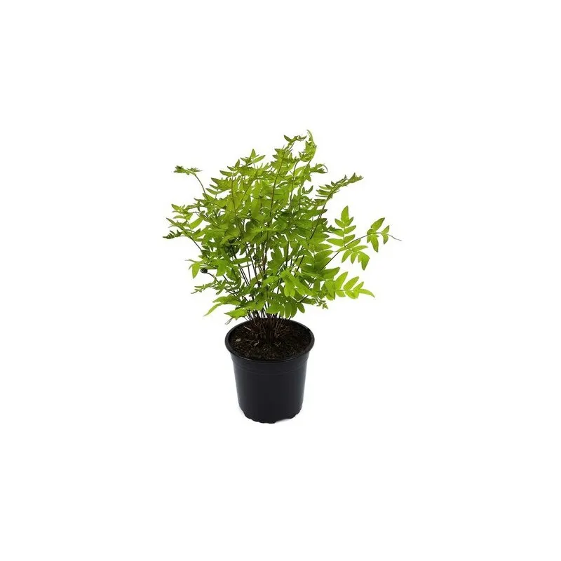 Osmunda regalis Purpurascens 2 ltr