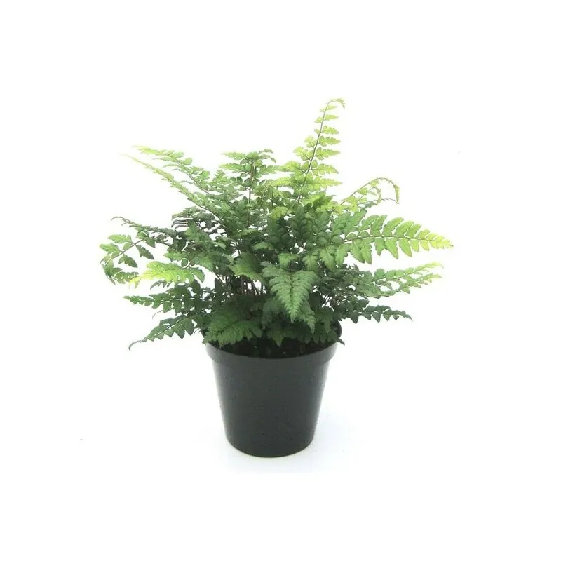 Polystichum makinoi - pot 1.7 ltr