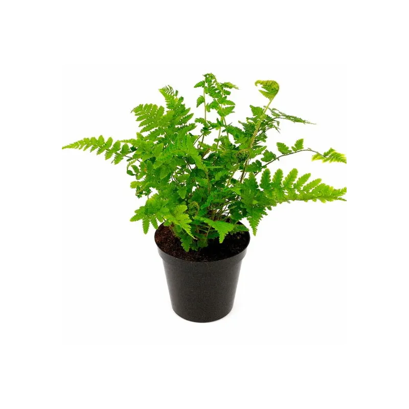 Dryopteris filix-mas - pot 1.7 ltr