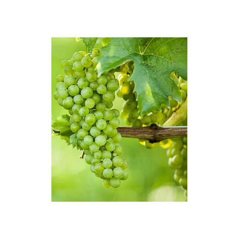 Vitis vinifera - Ø 20 cm pot