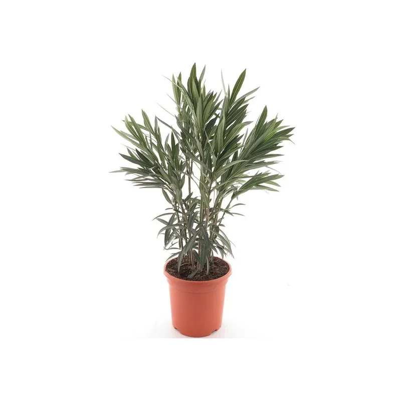 Nerium oleander rose - hauteur totale 80-100 cm - pot Ø 26 cm