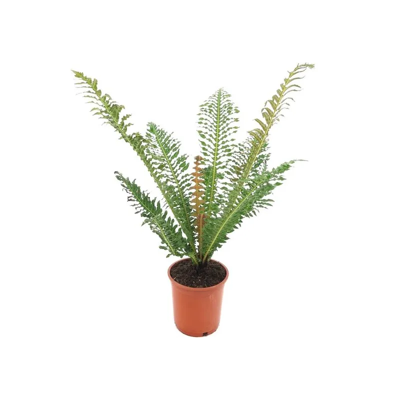 Blechnum brasiliense - pot Ø 21 cm