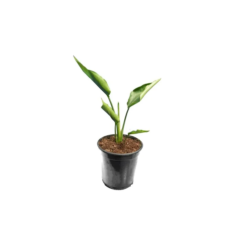 Strelitzia nicolai - pot Ø 15 cm