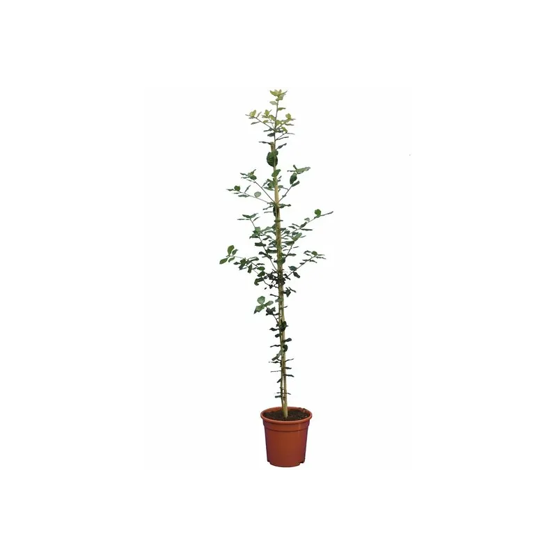 Quercus ilex - pot Ø 21 cm