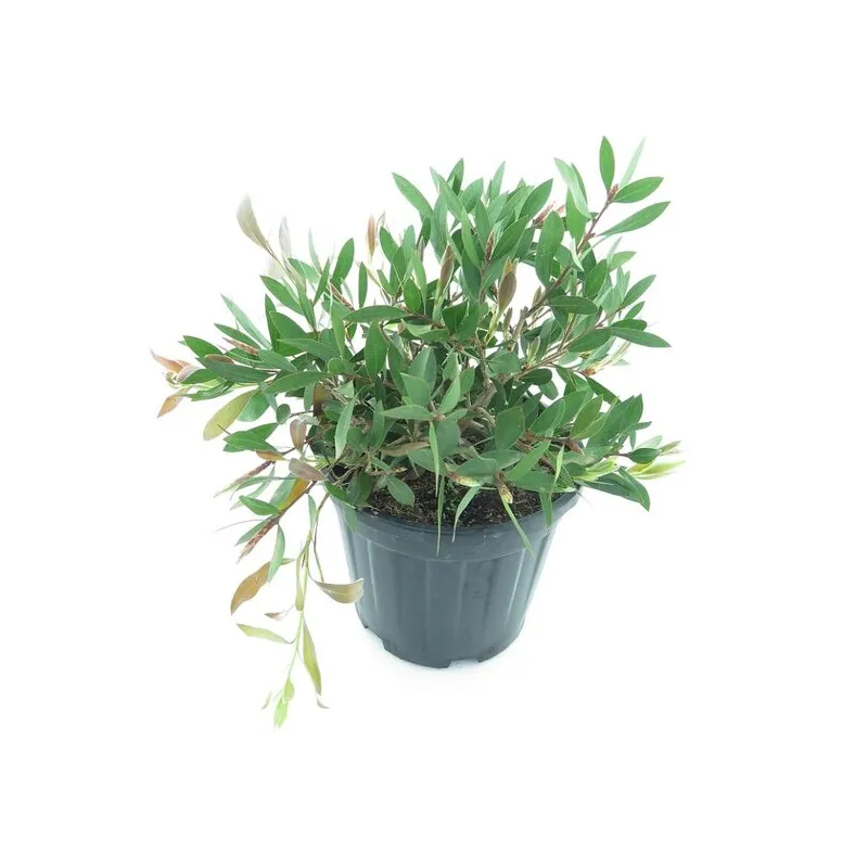 Callistemon laevis - pot Ø 22 cm