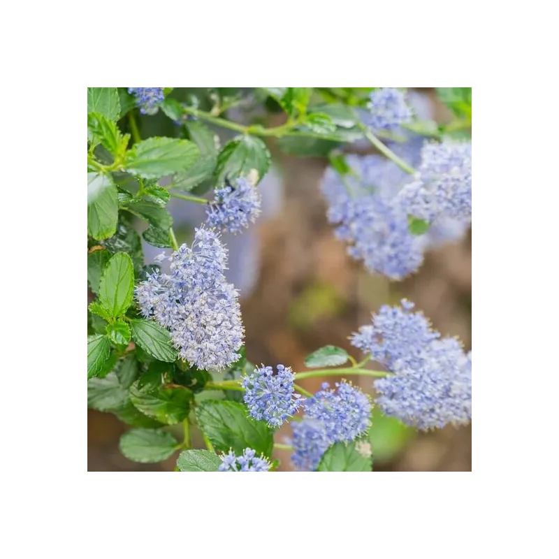 Ceanothus thyrsiflorus Skylark - pot Ø 17 cm