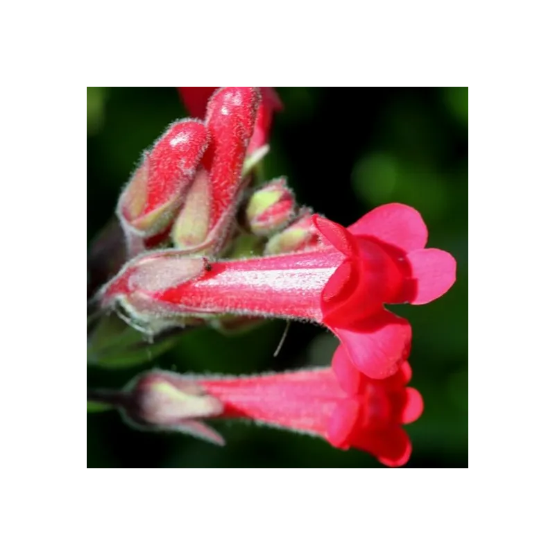 Galvezia speciosa - pot Ø 24 cm