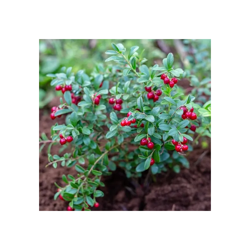Vaccinium vitis-idea Koralle - pot Ø 11 cm