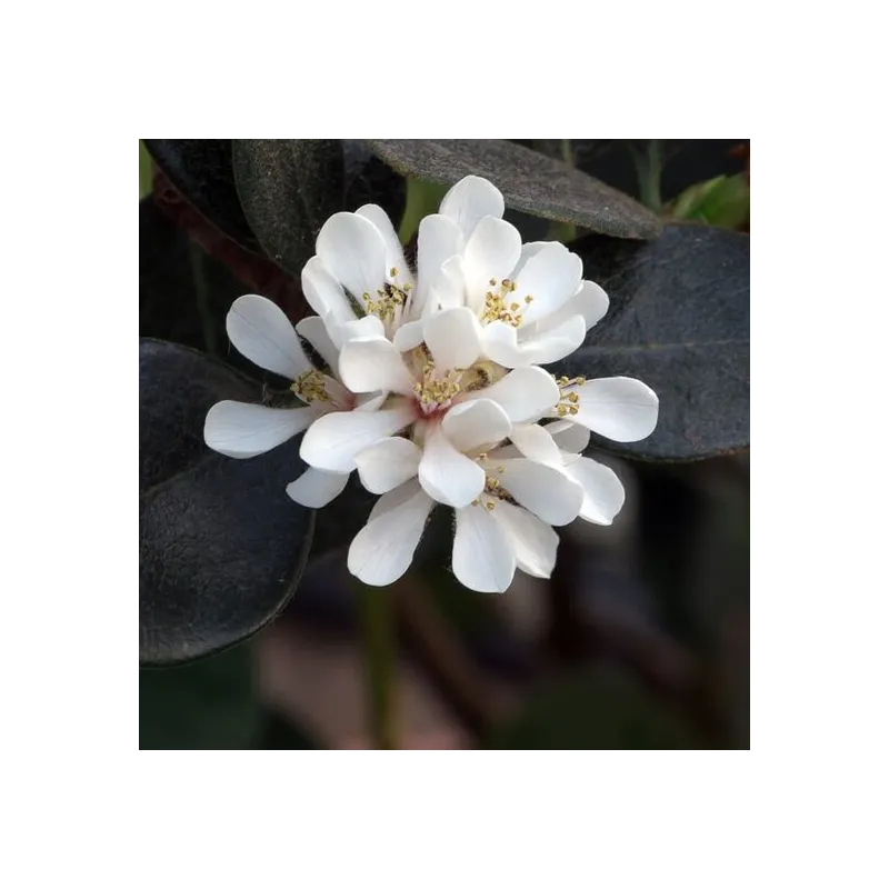 Rhaphiolepis umbellata - pot Ø 18 cm