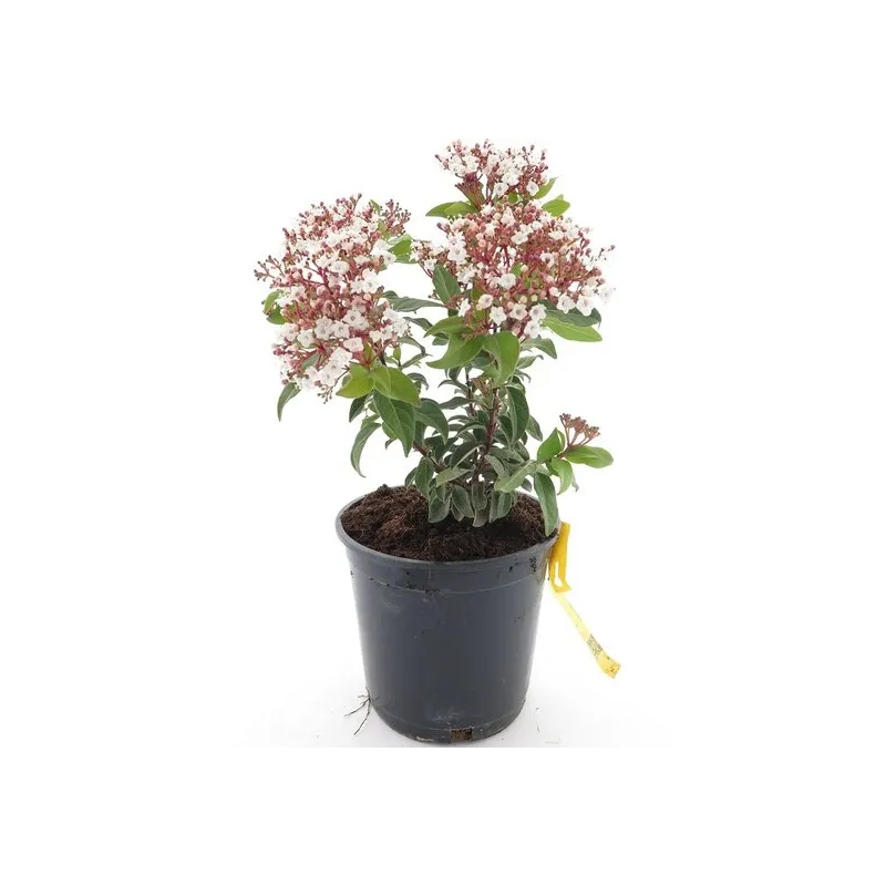 Viburnum tinus - hauteur totale 40-60 cm - pot Ø 18 cm