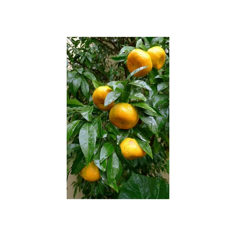 Citrus reticulata - pot Ø 45 cm