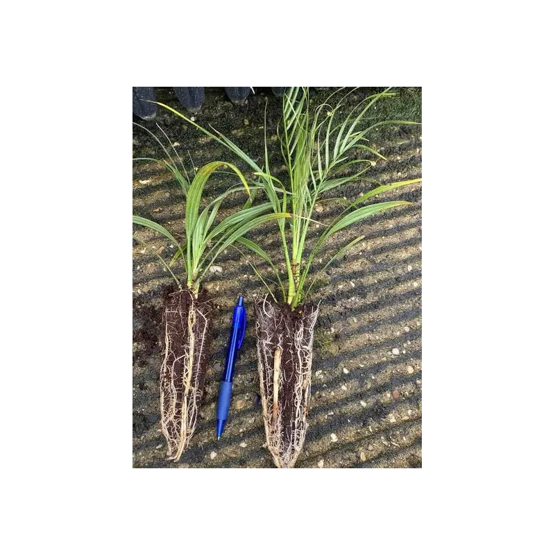 Phoenix roebelenii - 2-3 years
