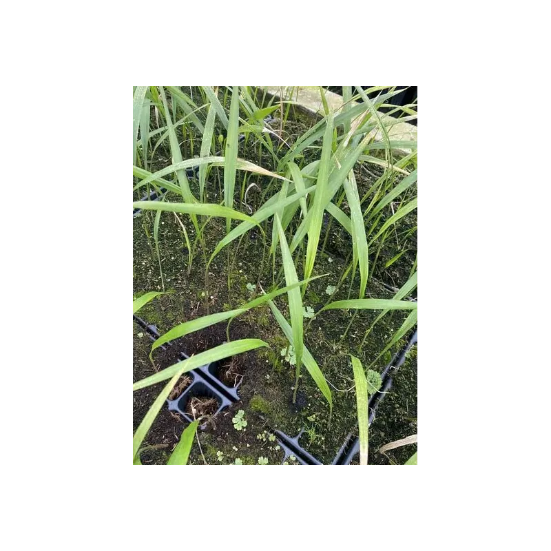 Roystonea regia - not fully rooted - on offer