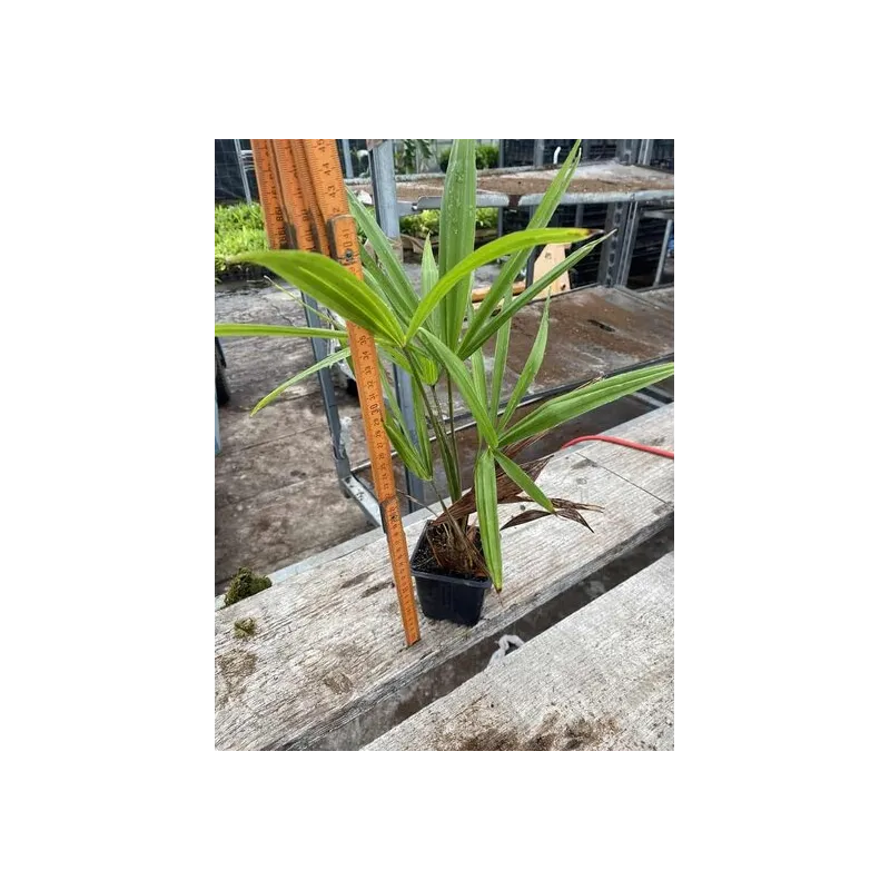 Trachycarpus fortunei - pot 8 x 8 cm - hauteur totale 30-40 cm
