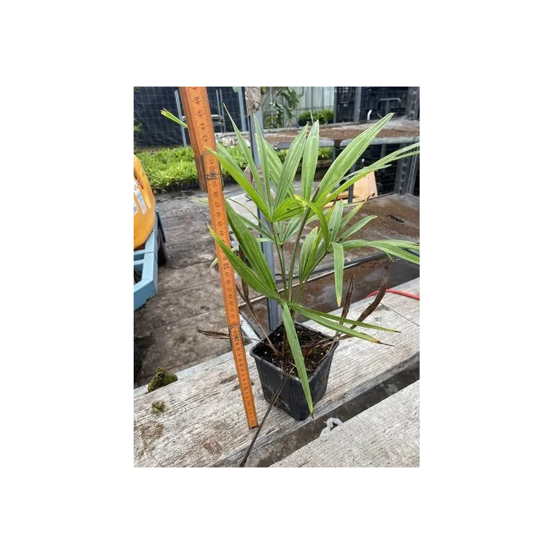 Trachycarpus fortunei - pot 11 x 11 cm - hauteur totale 40-50 cm