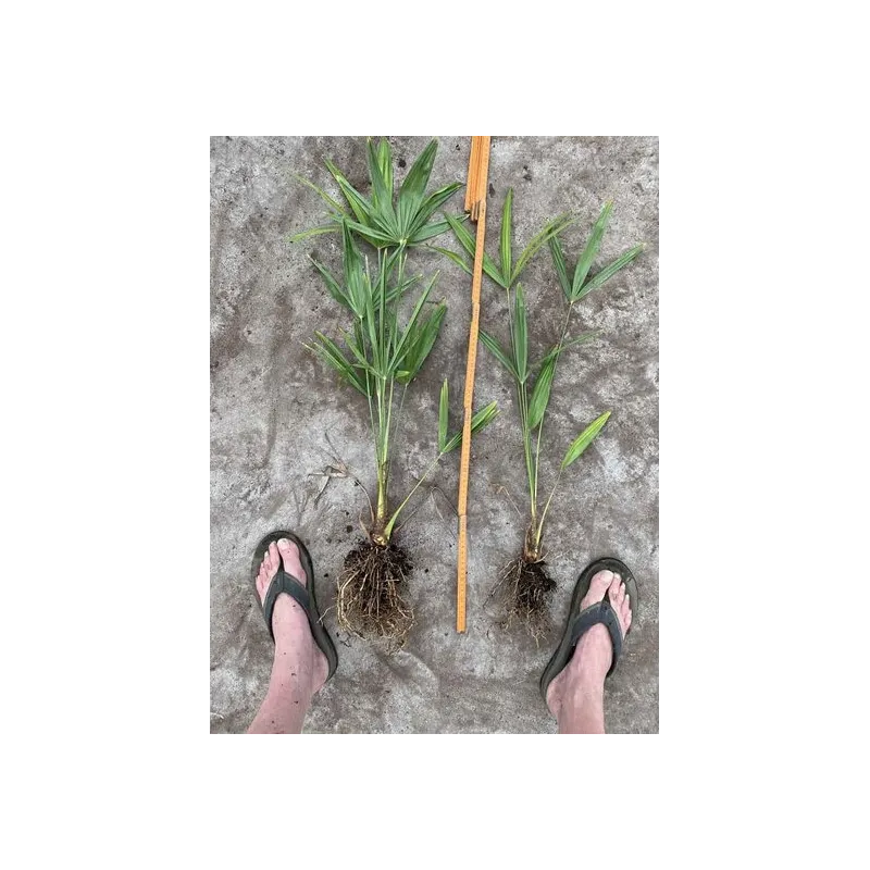 Trachycarpus fortunei - déterré - hauteur totale 40-50 cm