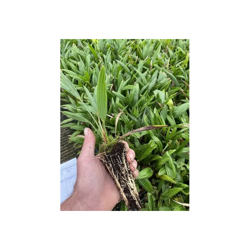 Trachycarpus wagnerianus - 2-3 ans - feuilles fendues