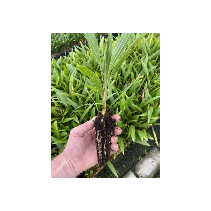 Trachycarpus wagnerianus x fortunei - 2 ans - feuilles fendues