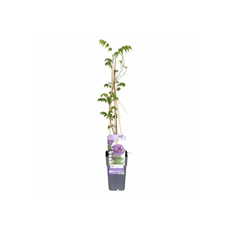Wisteria frutescens Longwood Puple - pot 2 ltr