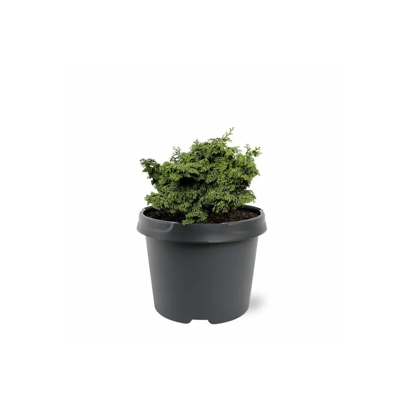 Chamaecyparis obtusa Maureen - 3 ltr