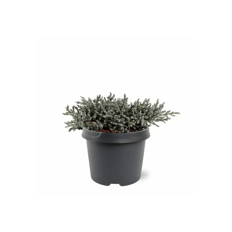 Juniperus squamata Tropical Blue - 3 ltr